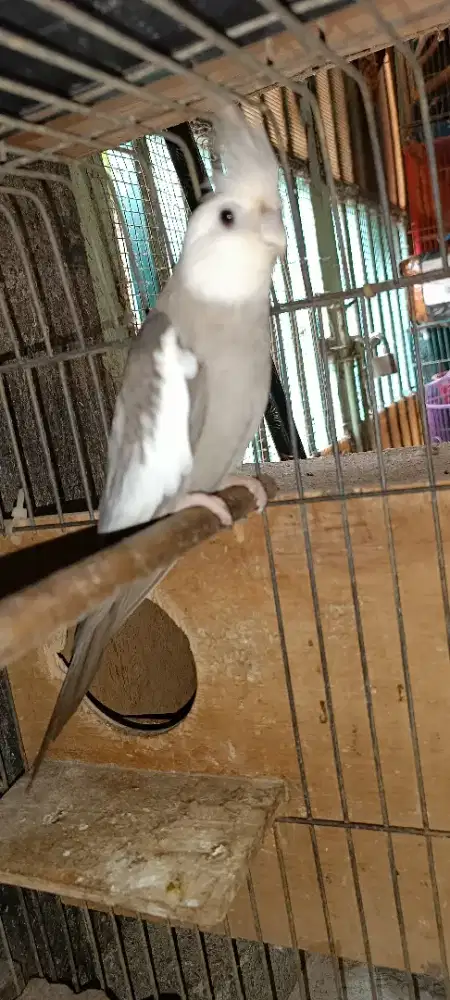 Indukan Falk Wf X Pearl