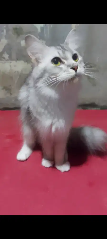 Lepas adopt kucing borongan BSH Munchkin x Persia silver