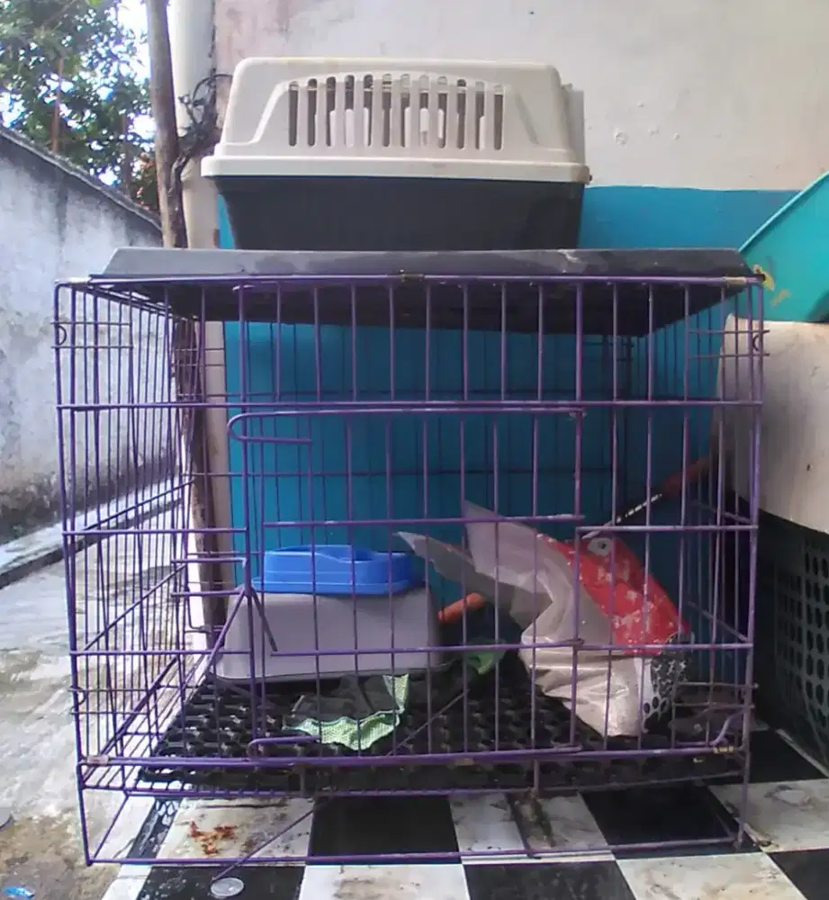 Dijual kandang kucing dan pet cargo