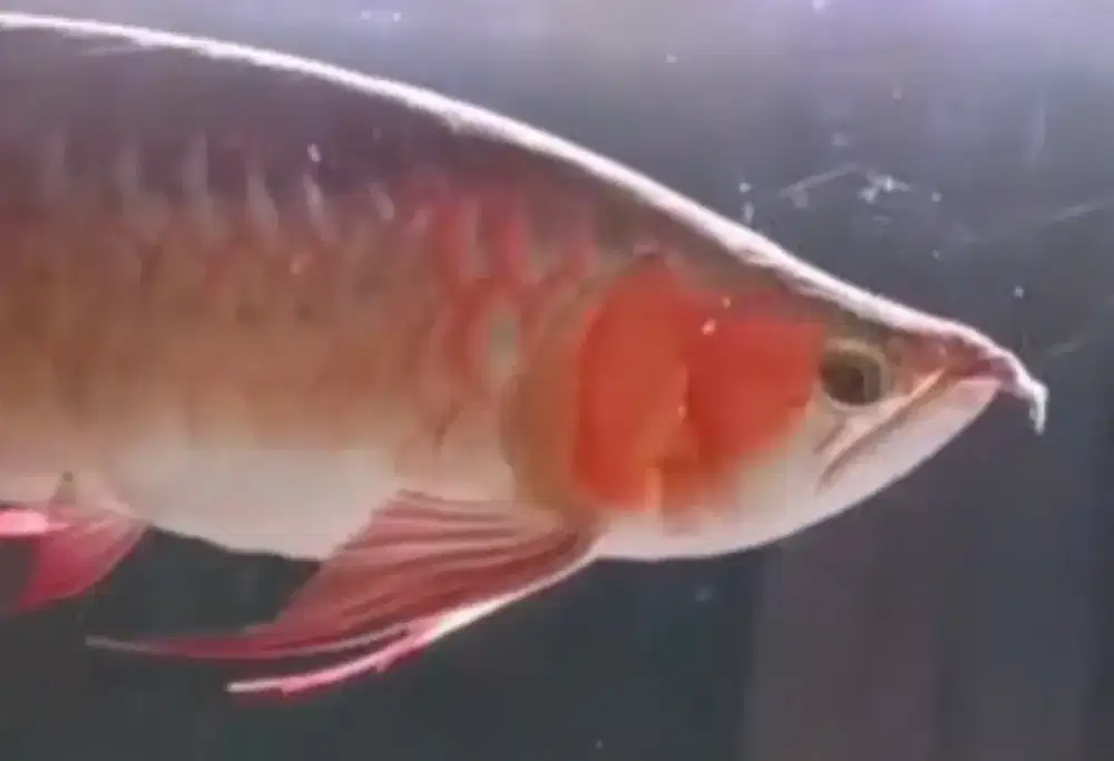 Super Red 42cm Sendok Special