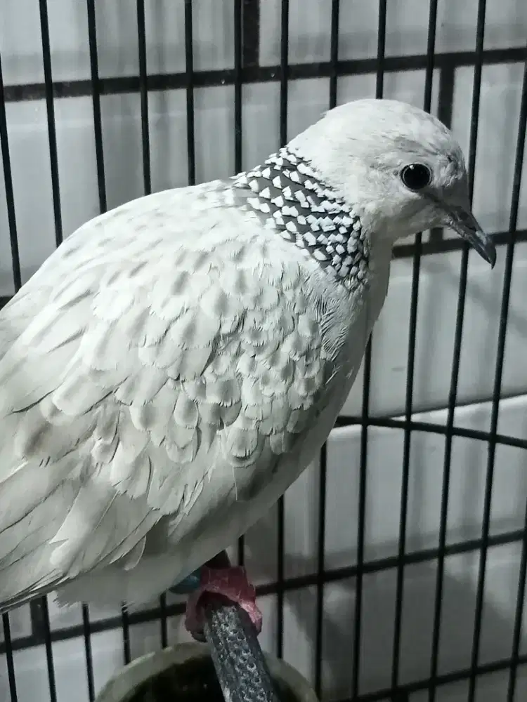 Tekukur Silver Kalung Hitam ( SKH ) Dewasa