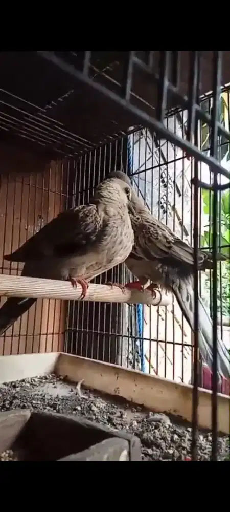 Sepasang Leopard Brown Posible Albino MM