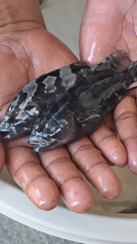 Bibit ikan kerapu cantang