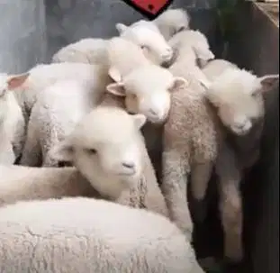 3 ekor anakan domba merino super 4 bulanan 1 jantan 2 betina gemesin