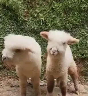 3 ekor anakan domba hias merino super 4 bulanan 1 jantan 2 betina puas