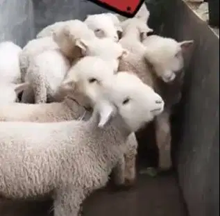 3 ekor anakan domba hias merino superan 4 bulan 1 jantan 2 betina puas