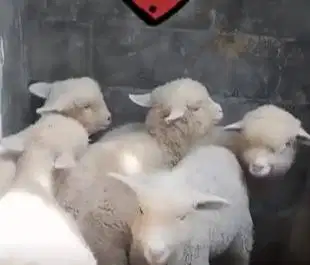 3 ekor anakan domba hias merino superan 4 bulan 1 jantan 2 betina puas