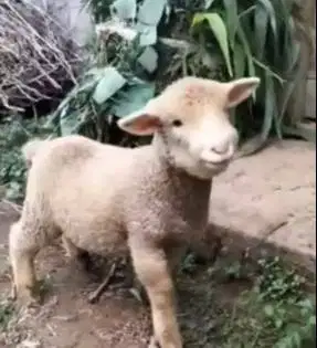 3 ekor anakan domba hias merino superan 4 bulanan 1 jantan 2 betina ok