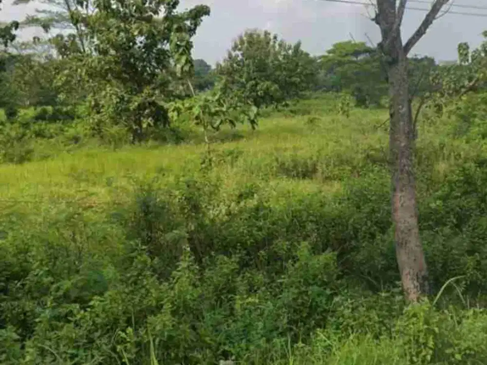 Lahan Super Strategis Pekarangan Lokasi Ngadirojo,Wonogiri Luas 2306m2