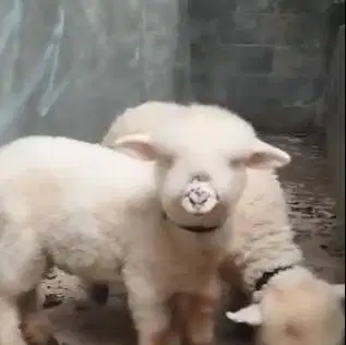 3 ekor anakan domba merino superan 4 bulanan 1 jantan 2 betina rawatan