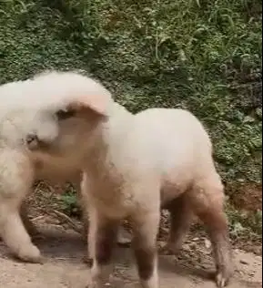 3 ekor anakan domba hias merino superan 4 bulan 1 jantan 2 betina puas