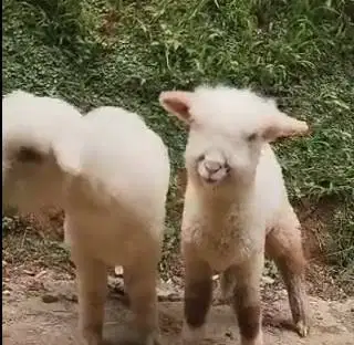 3 ekor cempe bibit domba merino 4 bulanan 1 jantan 2 betina gemesin ok