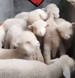 3 ekor cempe bibit domba merino 4 bulanan 1 jantan 2 betina gemesin ok