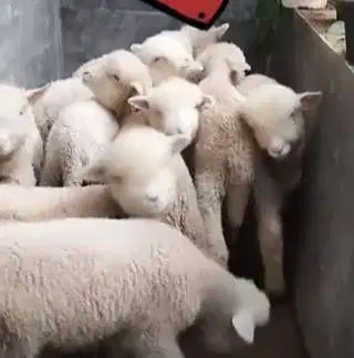 3 ekor cempe domba hias merino superan 4 bulanan 1 jantan 2 betina top