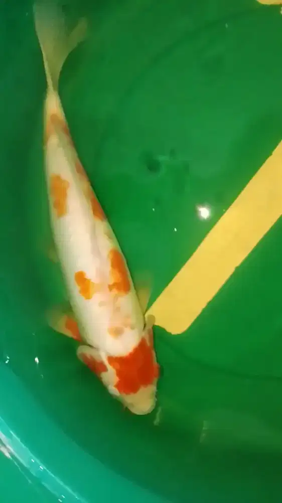 Ikan koi jenis Koshui 47cm jumbo