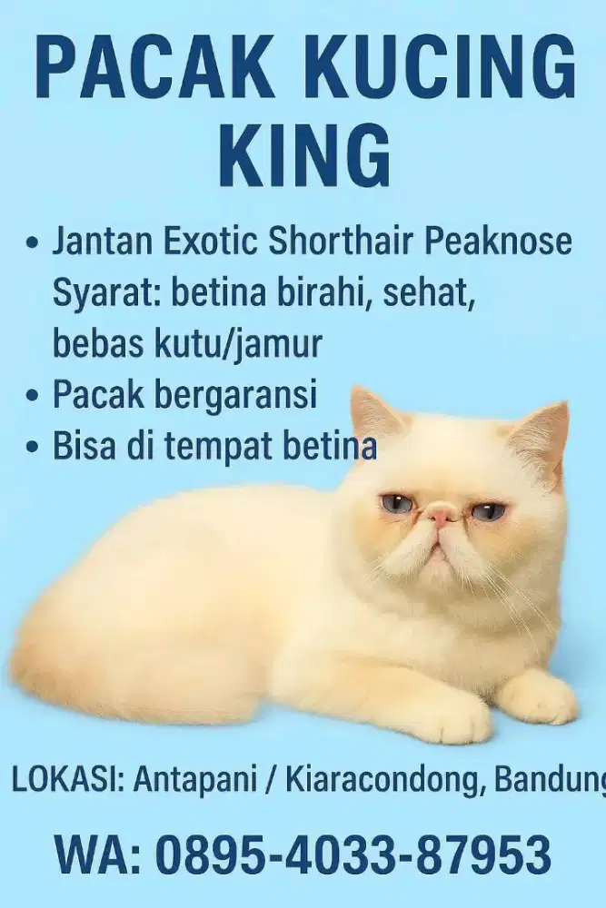 Exotic extreme peaknose jantan