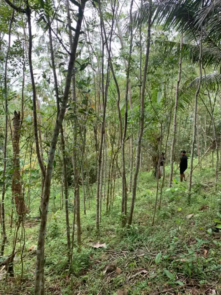 Tanah Pekarangan 4228m Dekat Bandara YIA
