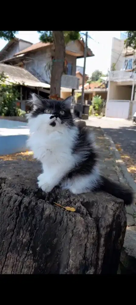 Anak kucing bsh persian