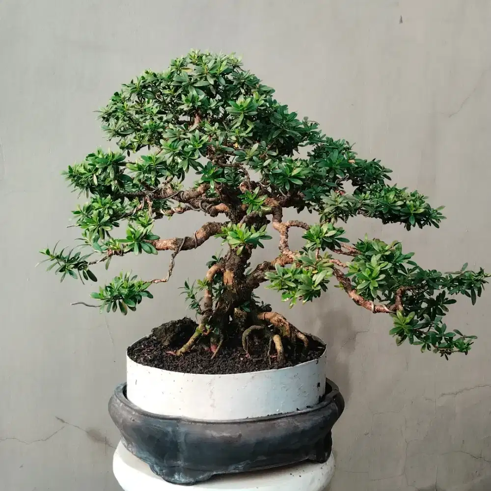 Bonsai santigi karang daun mawar nusa barong
