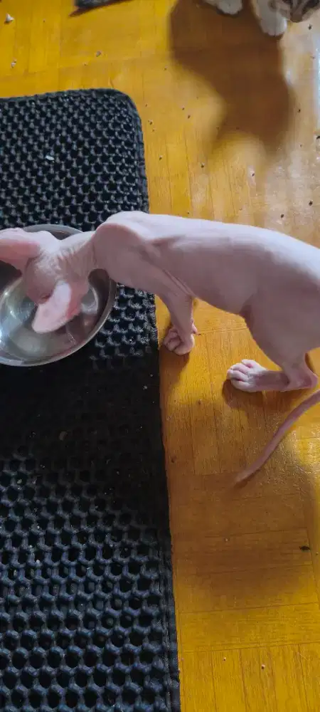 Kucing Sphynx Kitten 3 bulan