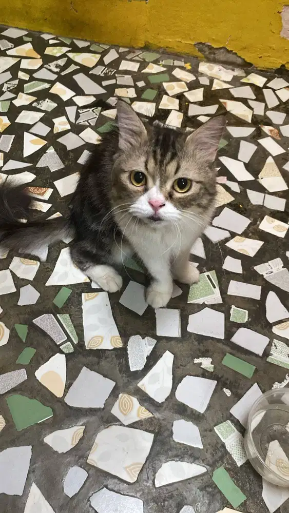 Kucing Persia, Motif Tabby, Umur 1 Tahun lebih