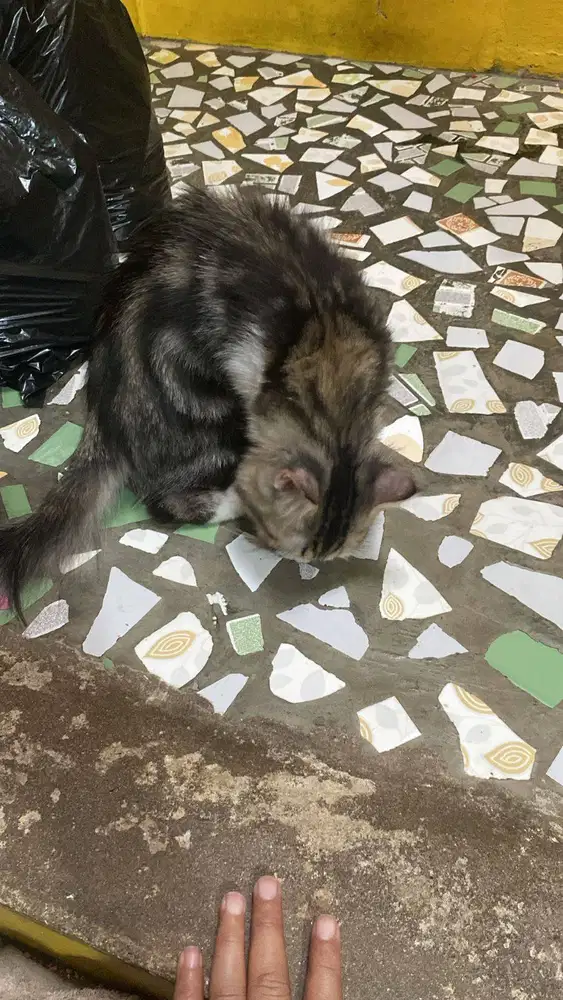 Kucing Persia, Motif Tabby, Umur 1 Tahun lebih