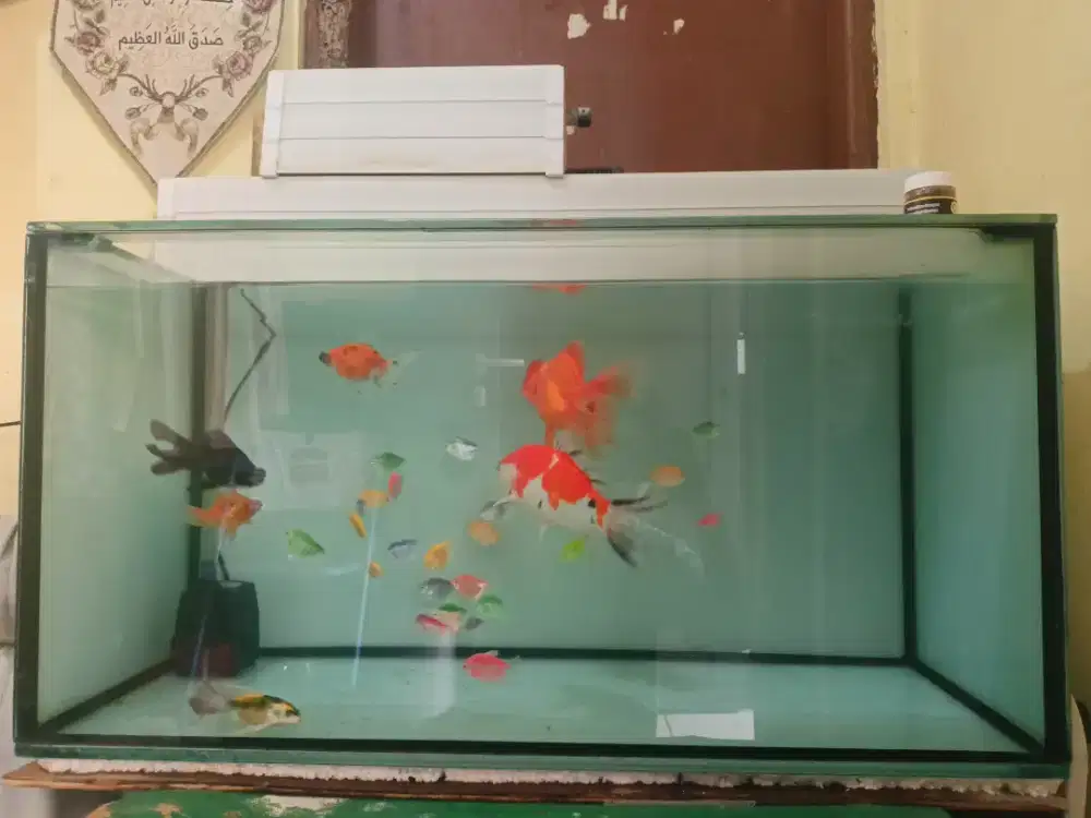 Aquarium 80x40x40 PAKET LENGKAP
