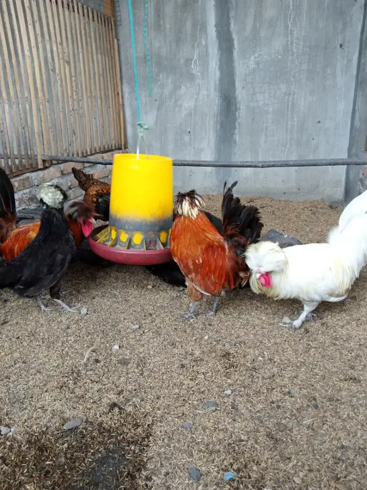 AYAM POLAND INDUKAN SUDAH PRODUKSI TELUR