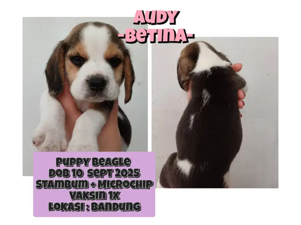OPEN ADOPT 4 PUPPY BEAGLE