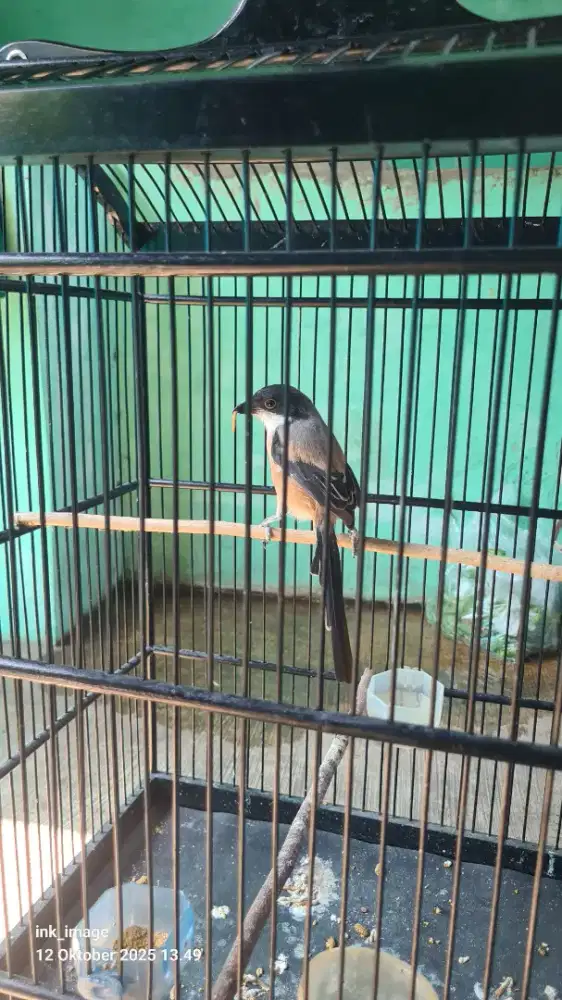 Sempur baju baru ganti dokor