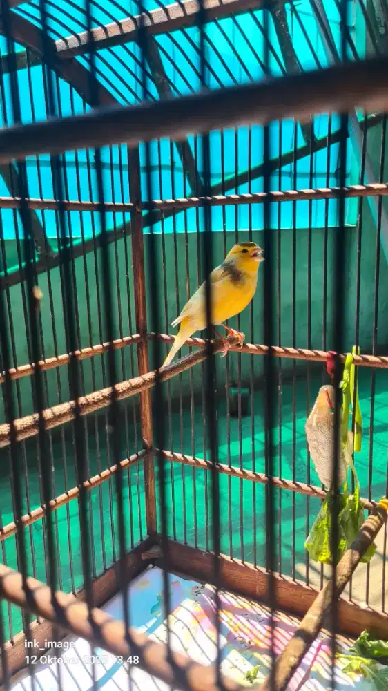 Fs. Kenari AF1 bocor roll 24s