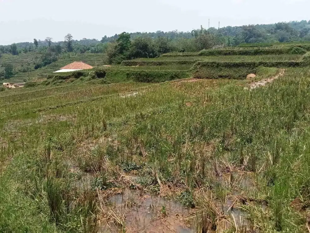 Sawah Produktif 1200 m, Cocok untuk Villa, Darangdan, Purwakarta.
