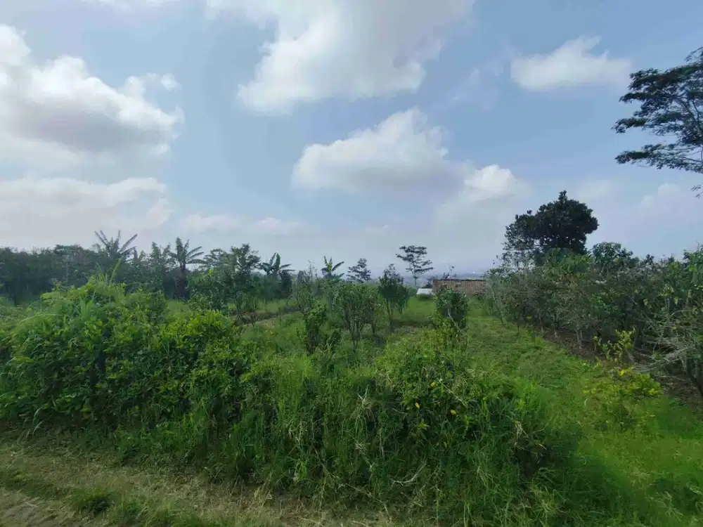 Tanah Kebun Jeruk Murah Dijual di Bumiaji Kota Batu