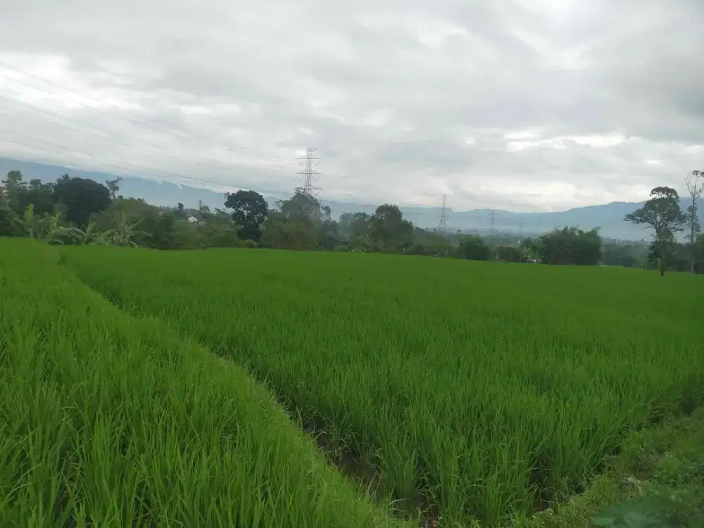 Dijual sawah produktif Mainroad jalan raya propinsi cikajang garut (bayongbong)