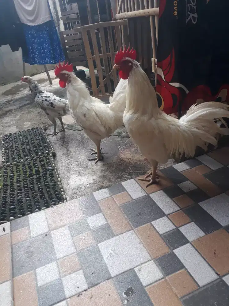 Ayam ketawa & kalkun