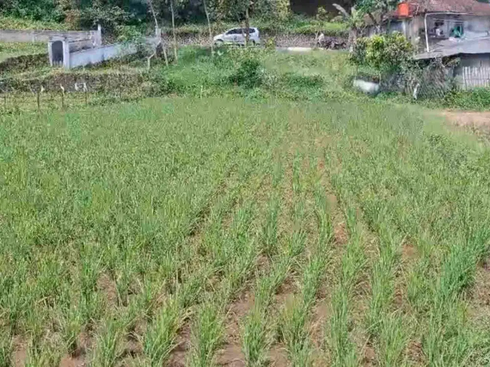 JUAL CEPAT TANAH MURAH CIWIDEY BANDUNG SELATAN