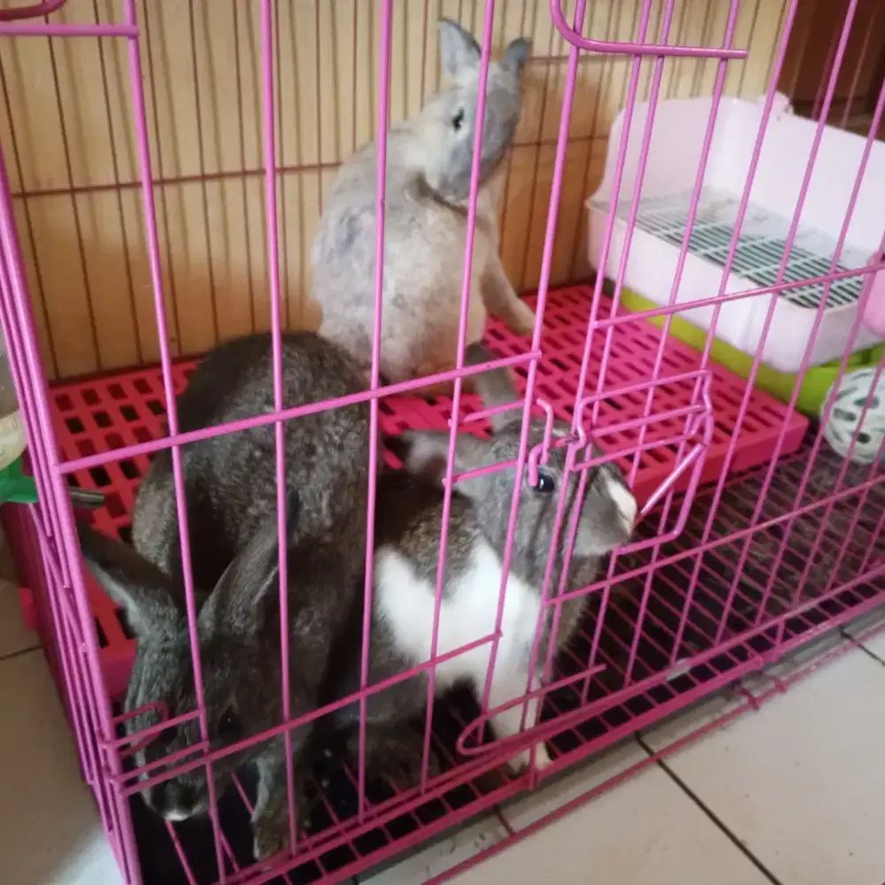 Dijual Hewan Kelinci