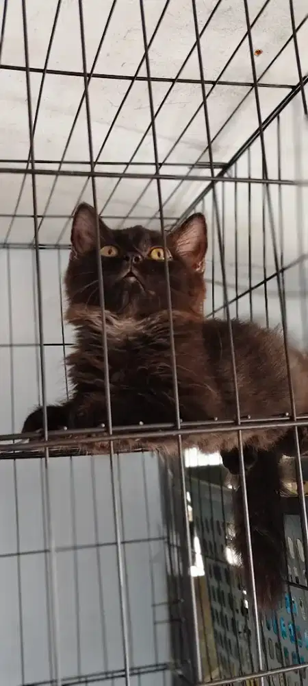 kitten biritis munchkin & munchkin minuet ( sepasang)