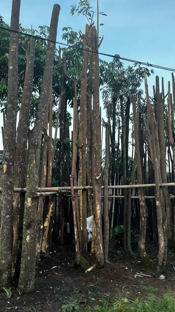 Pohon pule gruping tinggi 4-5 meter