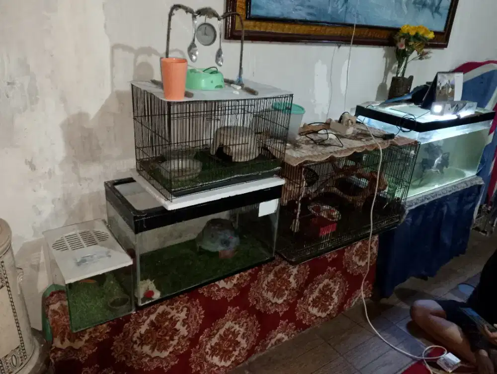 Hewan dan kandang nya Borongan