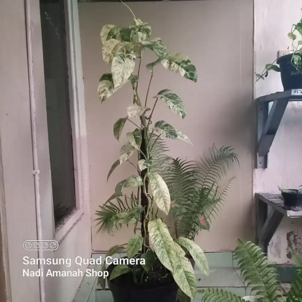 Tanaman Hias Raphidopora Gorilan