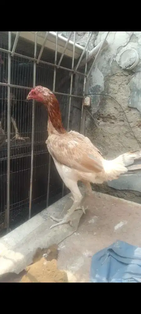 Ayam mangon x plucker indukan