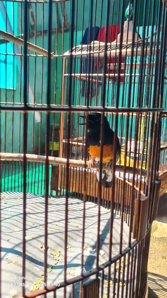 Murai Medan ring peternak