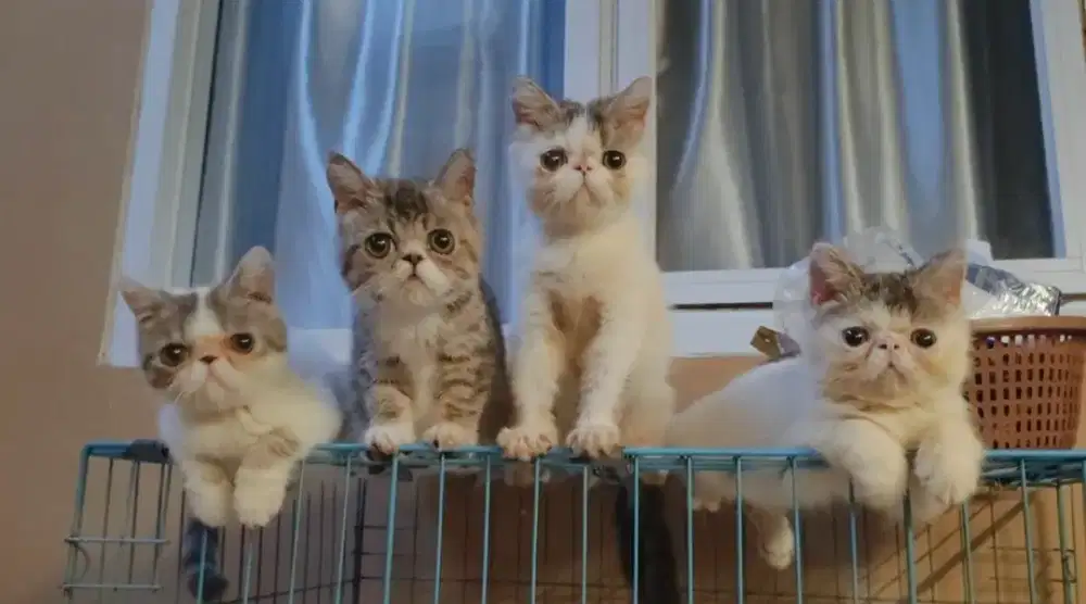 Kucing Kitten Persia Peaknose Exotic