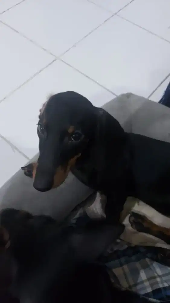 Anjing Daschund/Tekel Betina DOB 03 June 2025