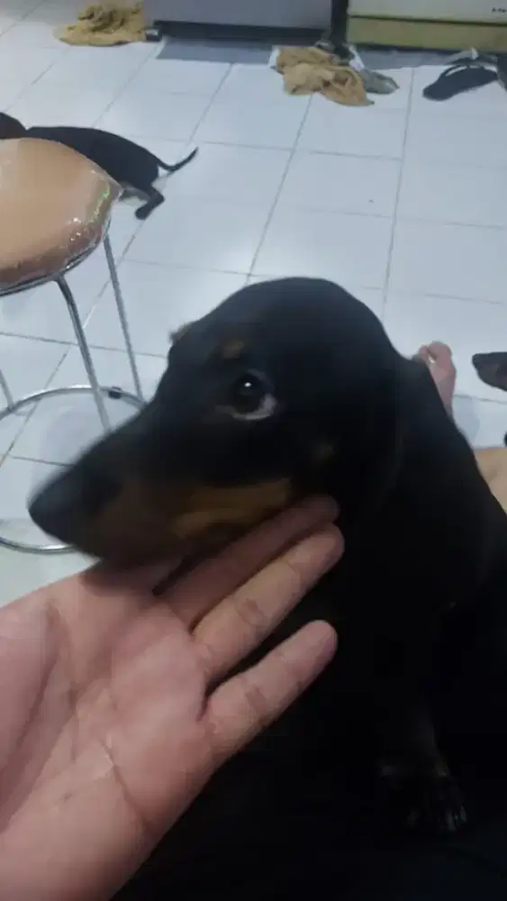 Anjing Daschund/Tekel Jantan DOB 03 June 2025