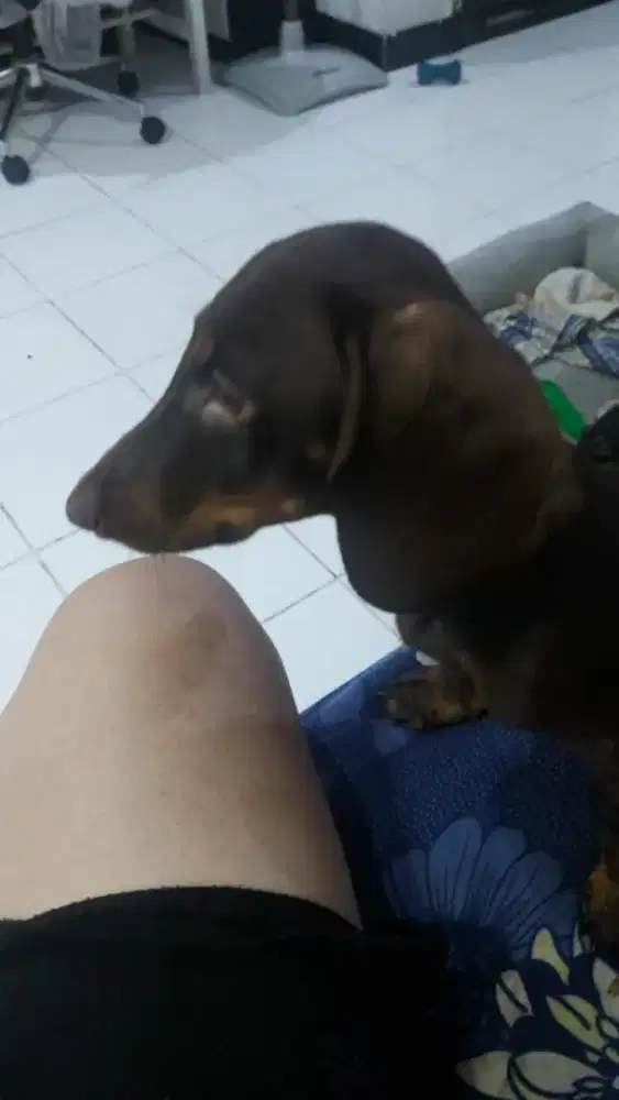 Anjing Daschund/Tekel Jantan DOB 03 June 2025