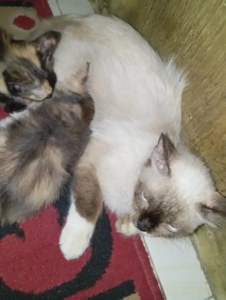 Monggo yang minat