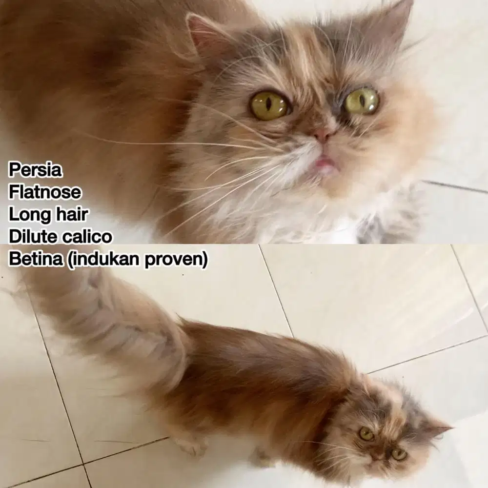 Kucing prersia indukan flatnose longhair delute calico produktif