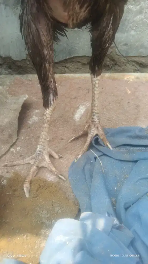 Ayam biang bangkok indukan